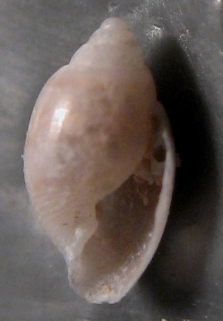 Acteon semistriatus?